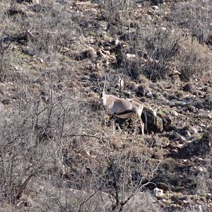 Gemsbok Namibia