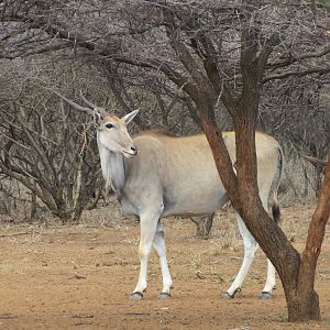 Cape Eland Namibia