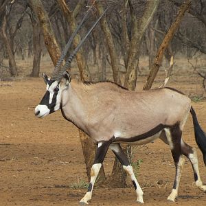 Gemsbok Namibia