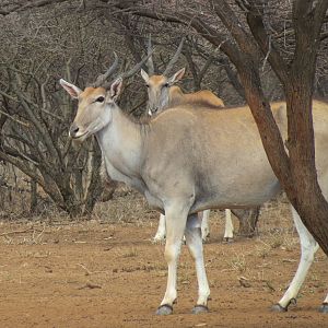 Cape Eland Namibia