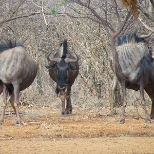 Blue Wildebeest Namibia