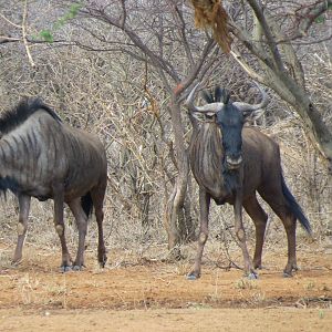 Blue Wildebeest Namibia