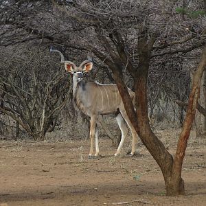 Greater Kudu Namibia