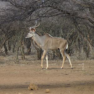 Greater Kudu Namibia