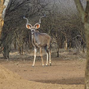 Greater Kudu Namibia