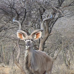 Greater Kudu Namibia