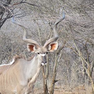 Greater Kudu Namibia