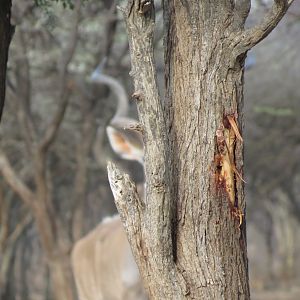 Greater Kudu Namibia