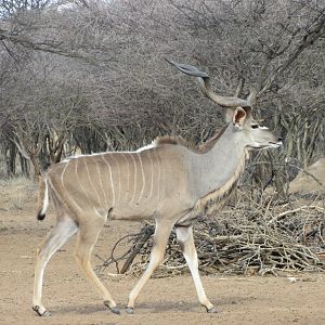 Greater Kudu Namibia