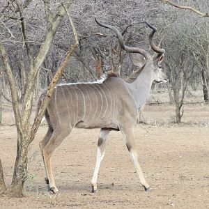 Greater Kudu Namibia