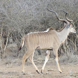 Greater Kudu Namibia