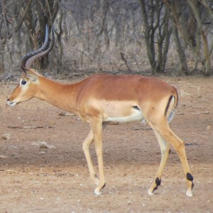 Impala Namibia