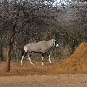 Gemsbok Namibia