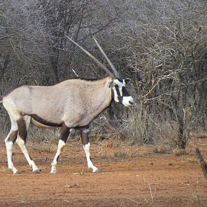 Gemsbok Namibia