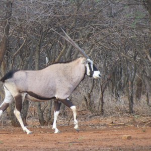 Gemsbok Namibia