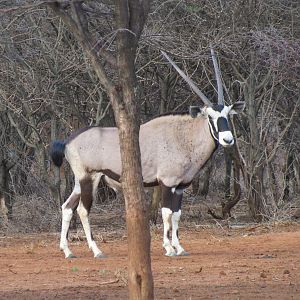 Gemsbok Namibia