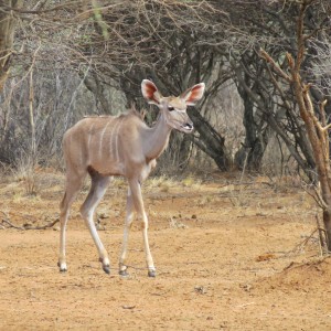 Greater Kudu Namibia