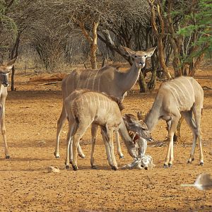 Greater Kudu Namibia