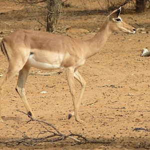 Impala Namibia