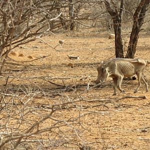 Warthog Namibia