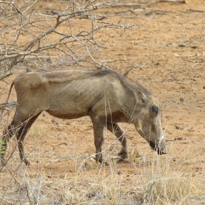 Warthog Namibia