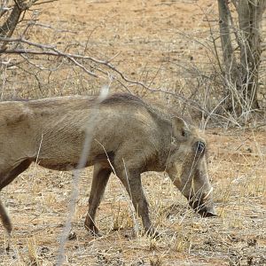 Warthog Namibia