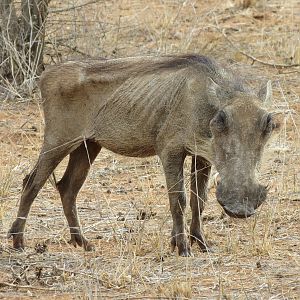 Warthog Namibia