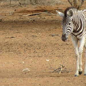 Zebra Namibia