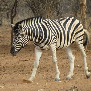 Zebra Namibia