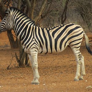 Zebra Namibia