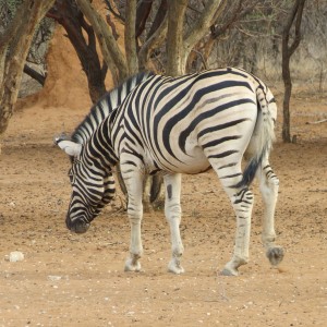 Zebra Namibia