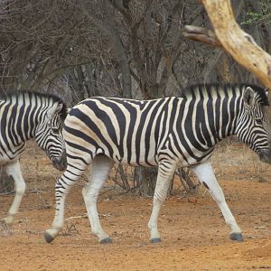 Zebra Namibia