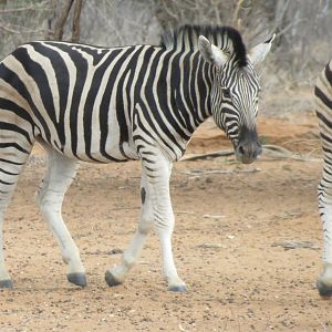 Zebra Namibia