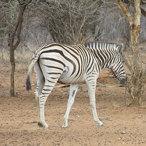 Zebra Namibia