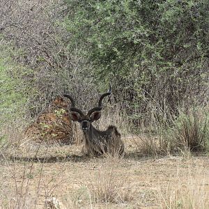 Greater Kudu Namibia