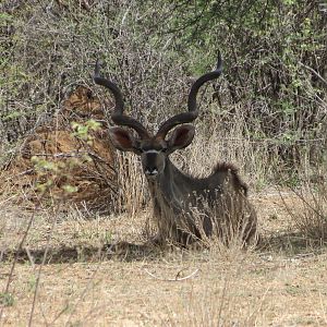 Greater Kudu Namibia