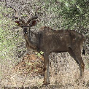 Greater Kudu Namibia