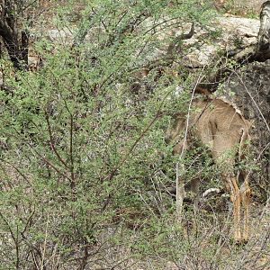 Greater Kudu Namibia