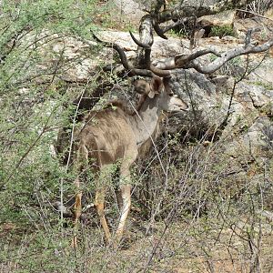 Greater Kudu Namibia