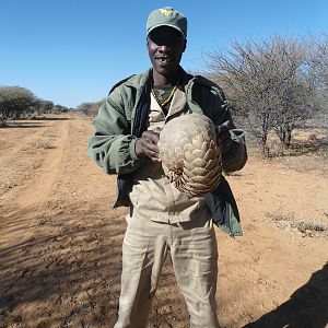 Pangolin Namibia