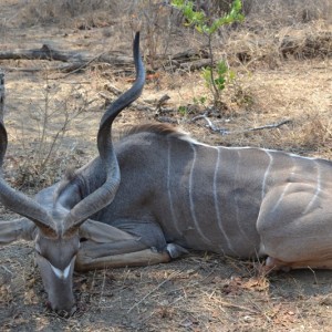 Kudu