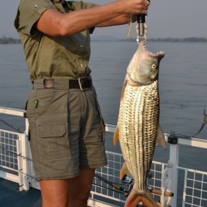 Ann 11 lb Tigerfish