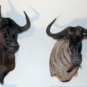 Black and Blue Wildebeest