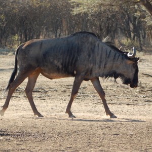 Blue Wildebeest Namibia