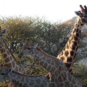 Giraffe Namibia