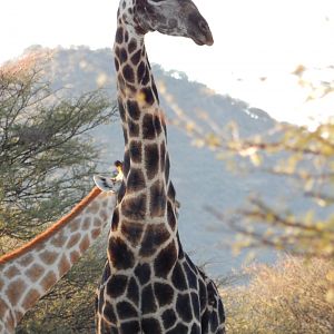 Giraffe Namibia