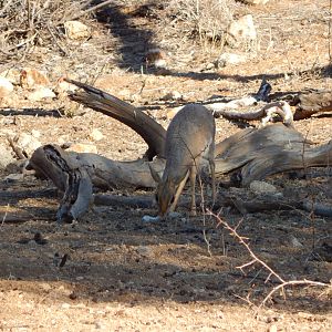 Damara Dik-Dik Namibia