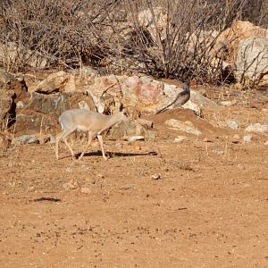 Damara Dik-Dik Namibia