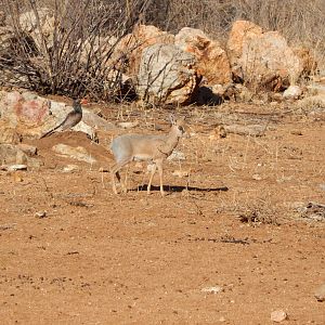 Damara Dik-Dik Namibia