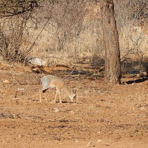 Damara Dik-Dik Namibia